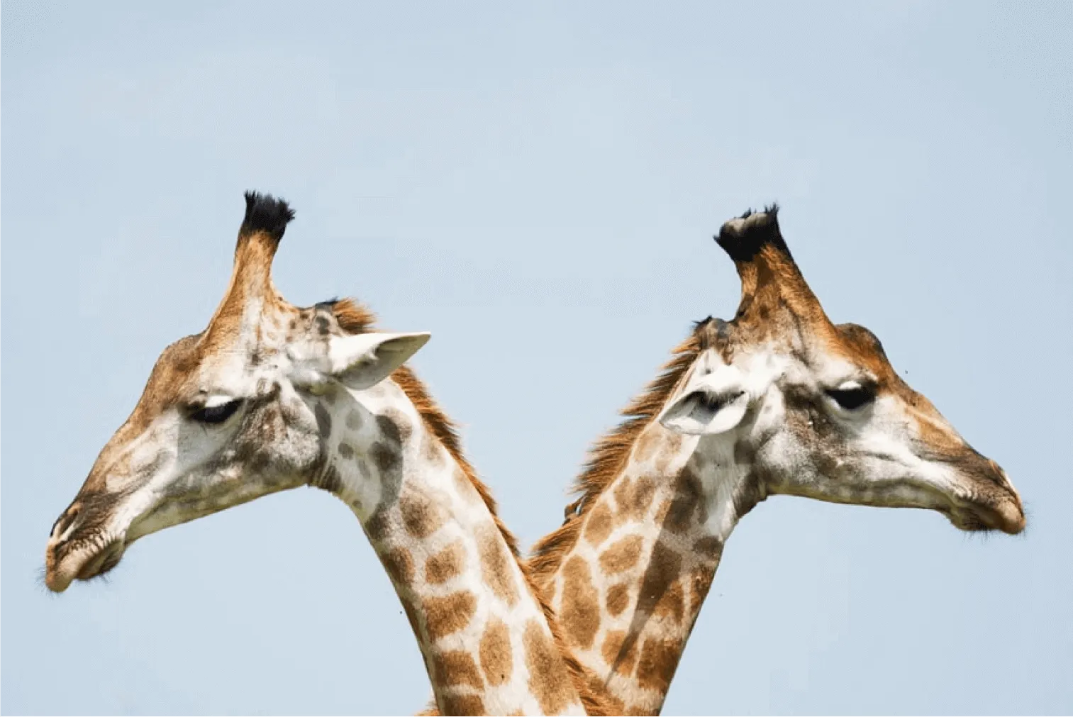 Mirror image of a giraffe on either side of the photo showing symmetrical balance